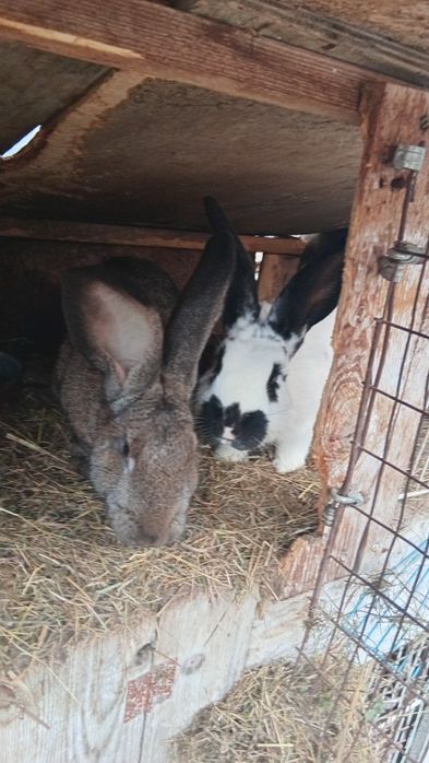 Iepuri prețul este fix pe kg