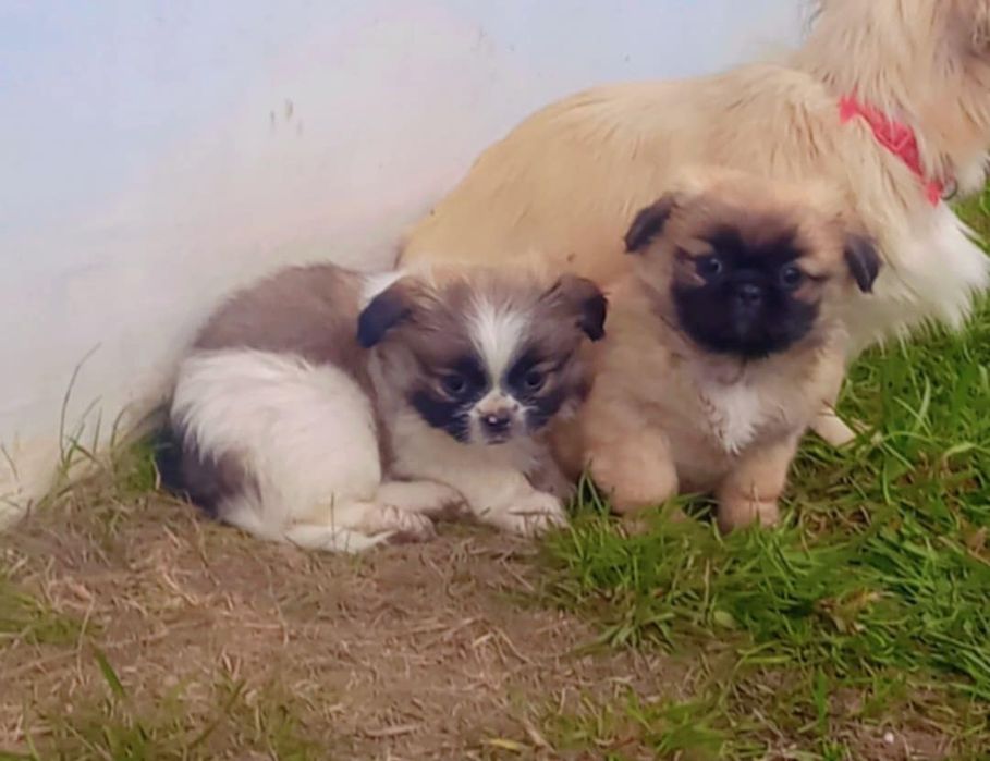 Малки чистокръвни пекинези