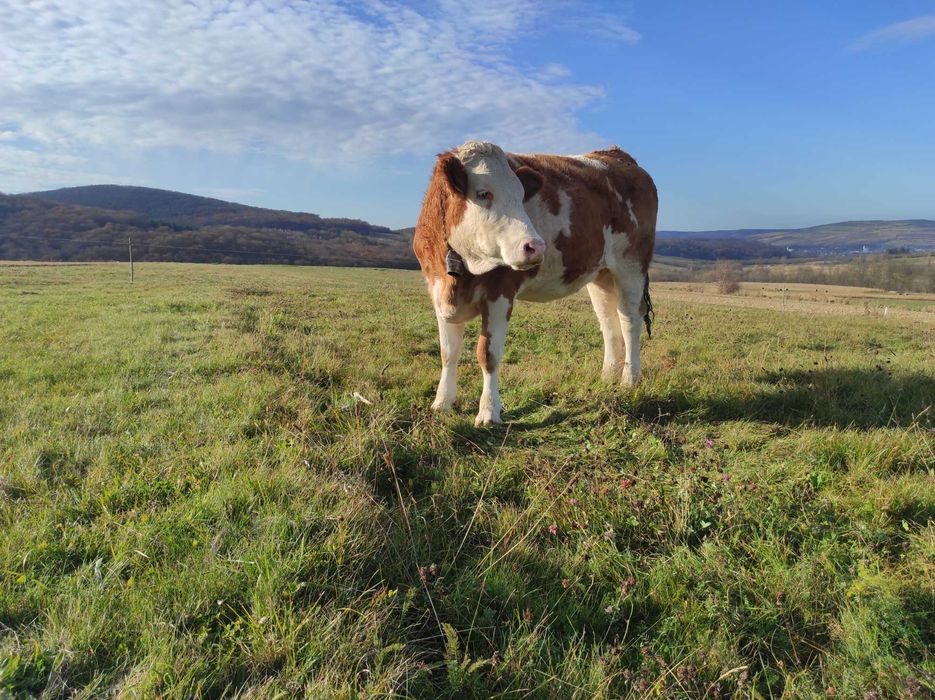 Vând 2 vaci cu lapte și 2 juninci gestante, înscrise în COP