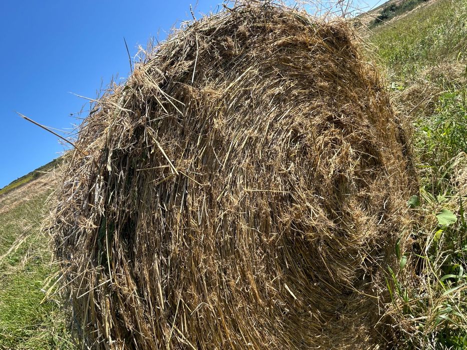 Vând Baloti fan 2025