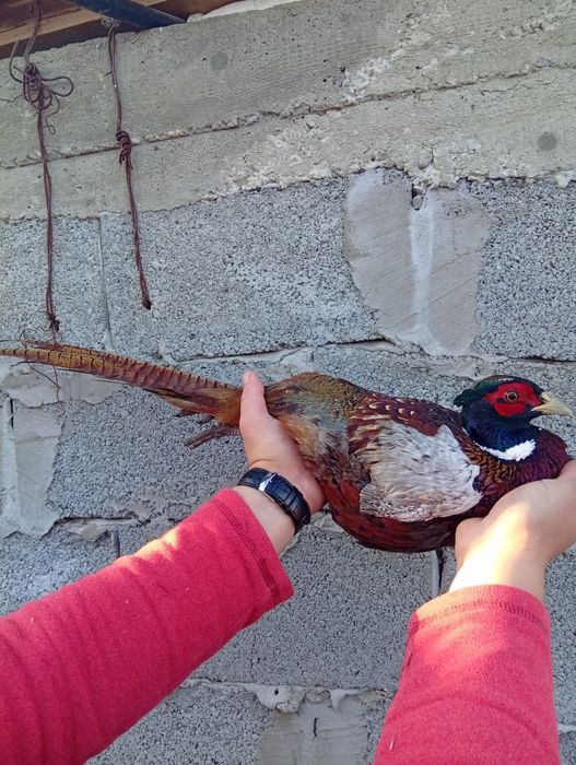 Vând fazani super frumoși