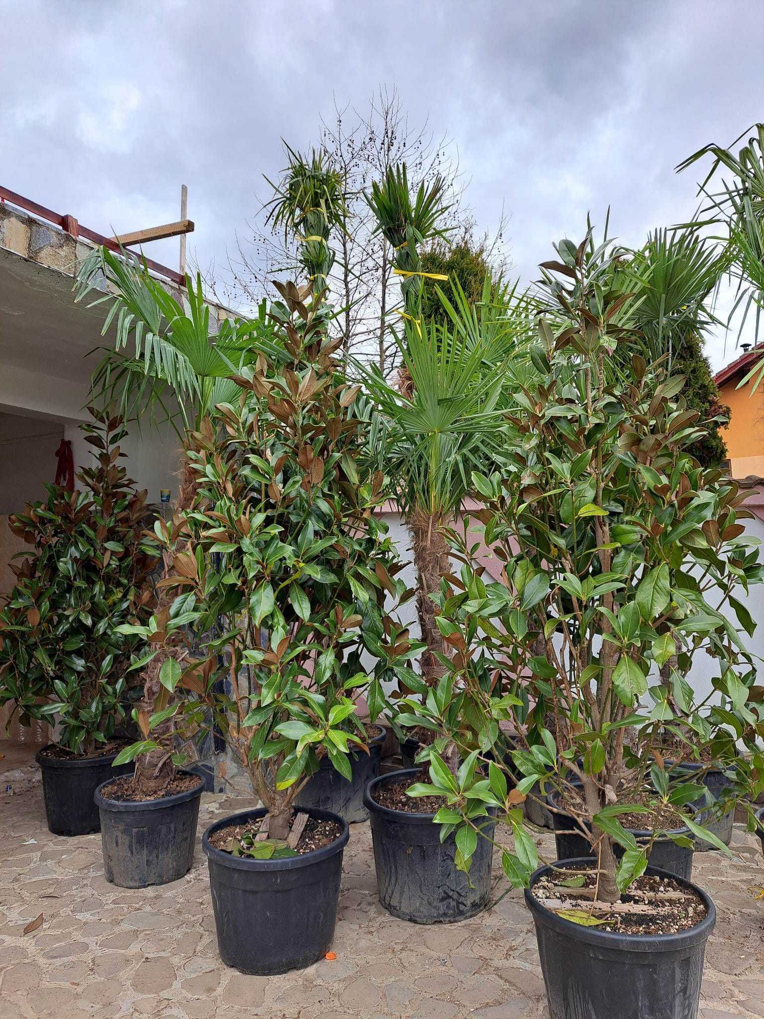 Transformați curtea cu plante ornamentale unice