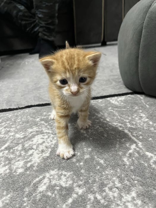 Se dau spre adoptie 2 pui de pisica