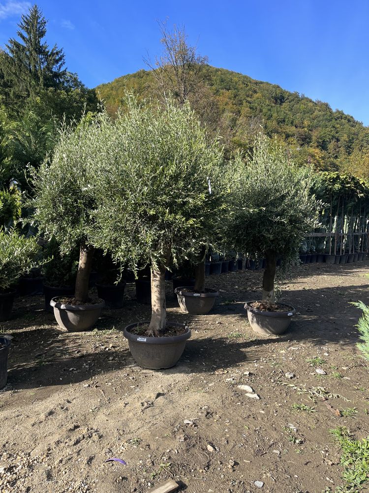 Plante de cea mai buna calitate