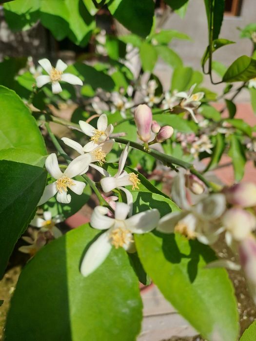 Limon daraxti sotiladi