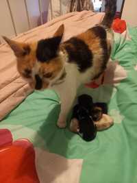 Pisică gasita pe strada gravida a născut 4 pui