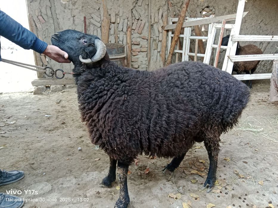 37 kilo keladi quloği kesilmagan