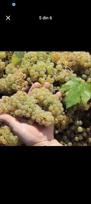 Struguri de vin feteasca regala resling alicote muscat de Ottonel