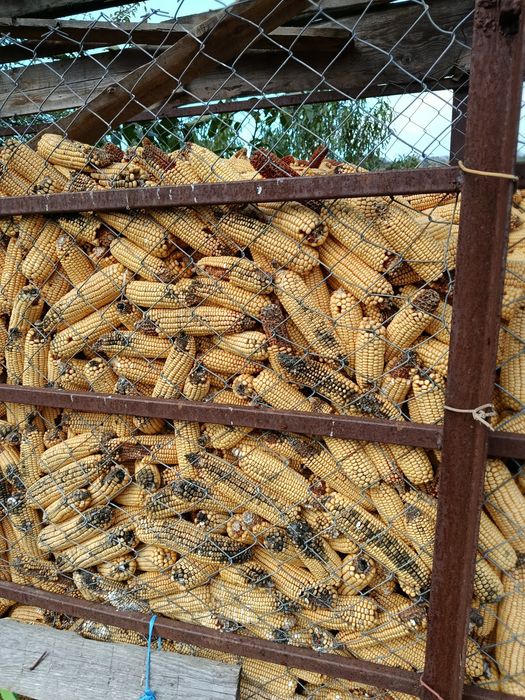 Porumb uscat din anul trecut