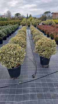 Photinia buxus evonimus ilex tuia