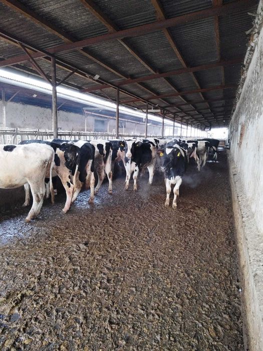 Femele- Holstein, cu gestatie avansata