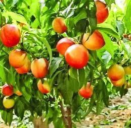 Pomi fructiferi clasici nectarini