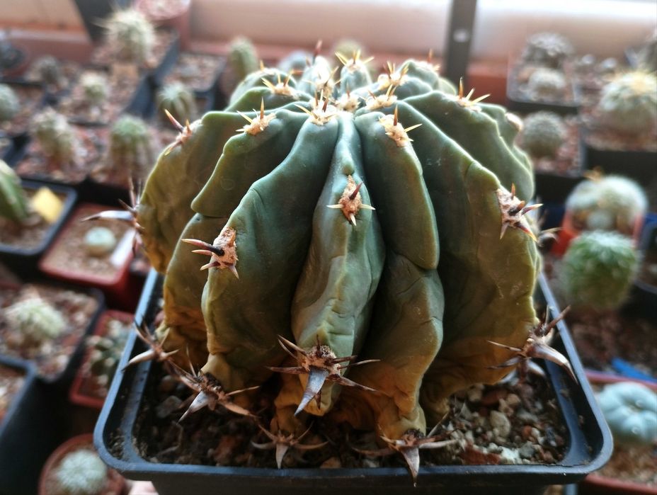 Кактуси и сукуленти, ценни видове, колекционерски екземпляри.