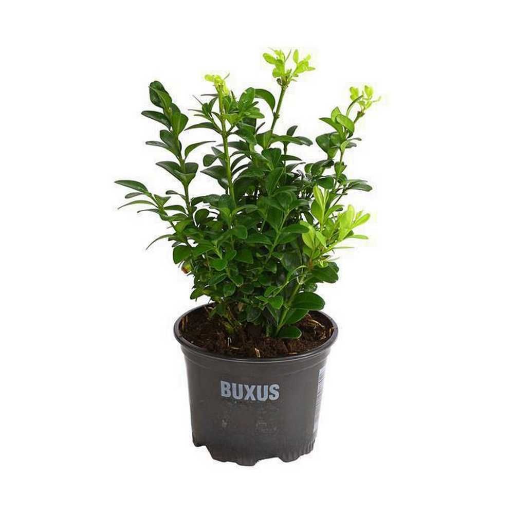 Vindem Lemn Cainesc - Lingustrum la super pret- Buxus la ghiveci -