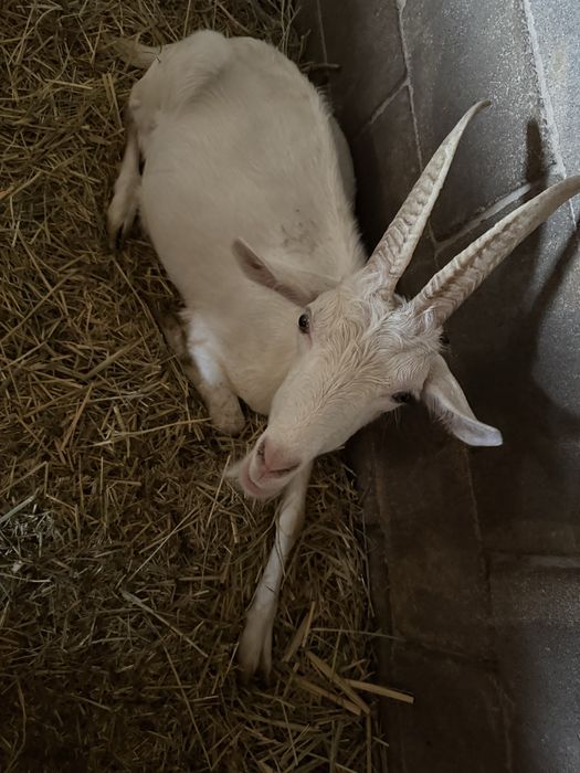 Коза и козел большие