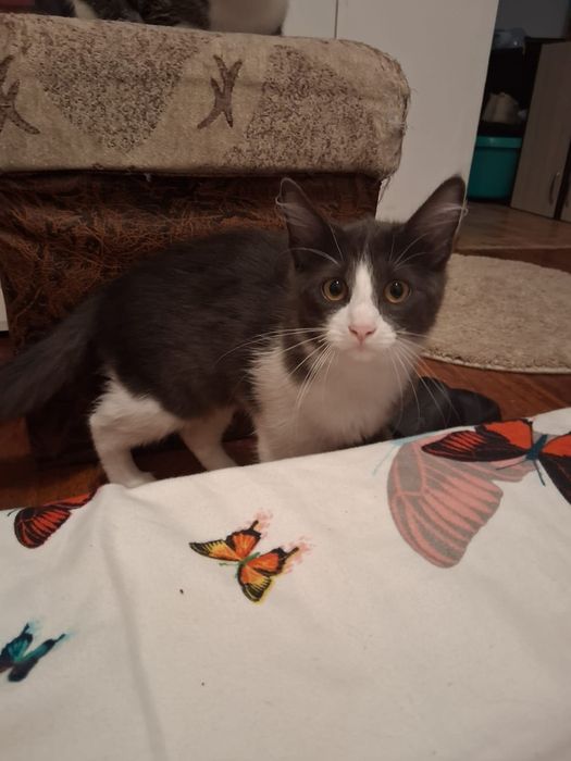 Dau spre adoptie pisica