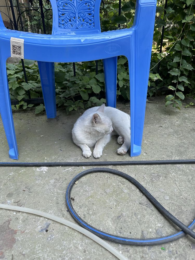 Отдам даром белого кота