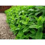 Menta olandeza proaspata, bio - colaborare baruri / restaurante