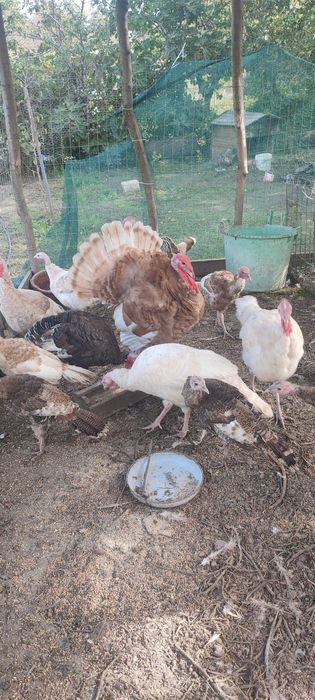 Двойка пуйки на 6 месеца