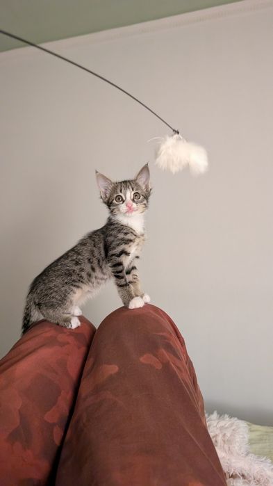 Котёнок в добрые руки!