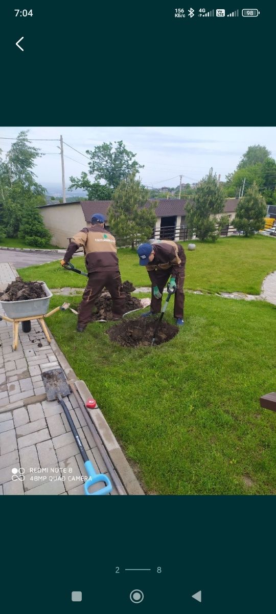 Пересадка всех деревьев качественно и профессионально