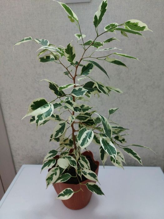 Фикус Бенжамина продам