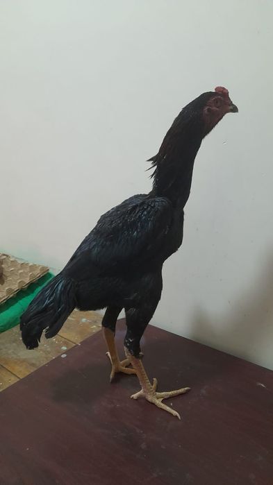 Майский шоже заты корея