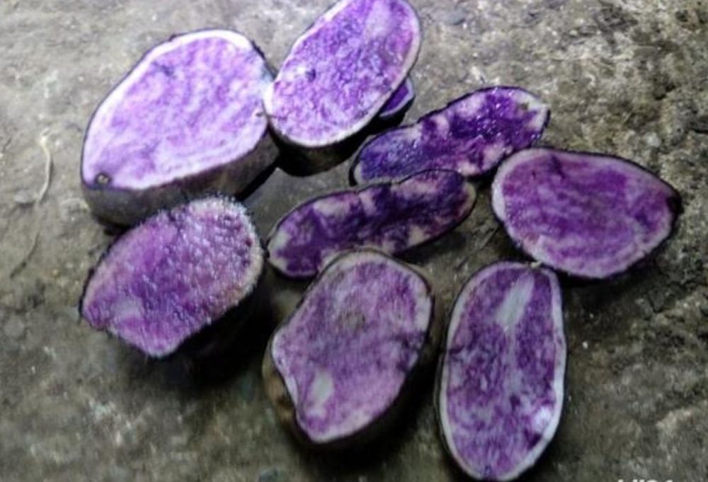 Cartofi mov organici  generația 1  2025