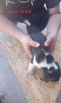 Beagle tricolor pui