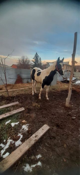 Ат  Құнан сатылады, полукровка, жуас , адеми, балалар мінгенге жақсы.