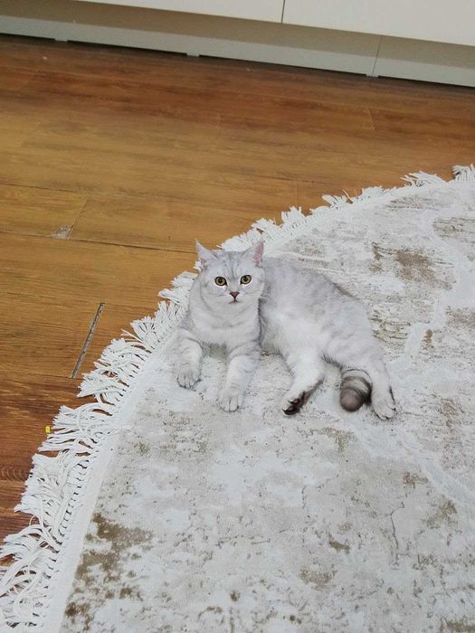 кошка шиншилла домашняя
