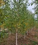 Mesteacăn 4 -6 m 50 lei buc