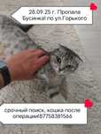Пропала кошка по кличке Бусинка