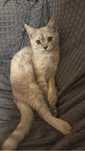 Котёнок шотландской породы