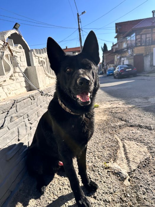 Черна немска страхотен пазач