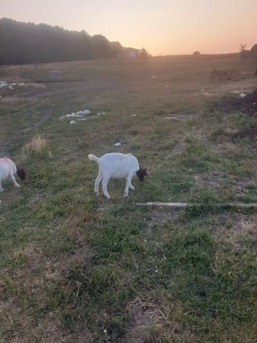 Iezi de patru luni