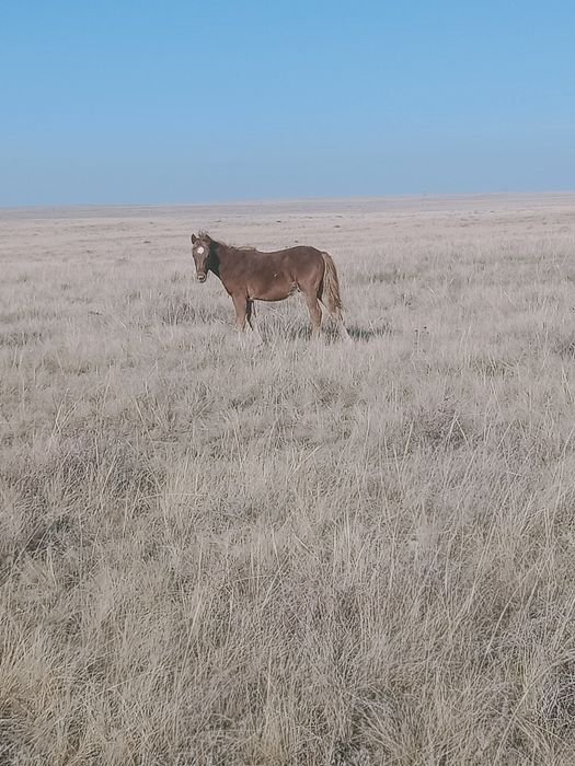 Продам жабагы подсос