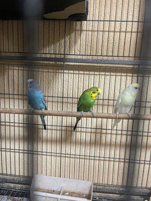 Cusca de papagali+papagalii