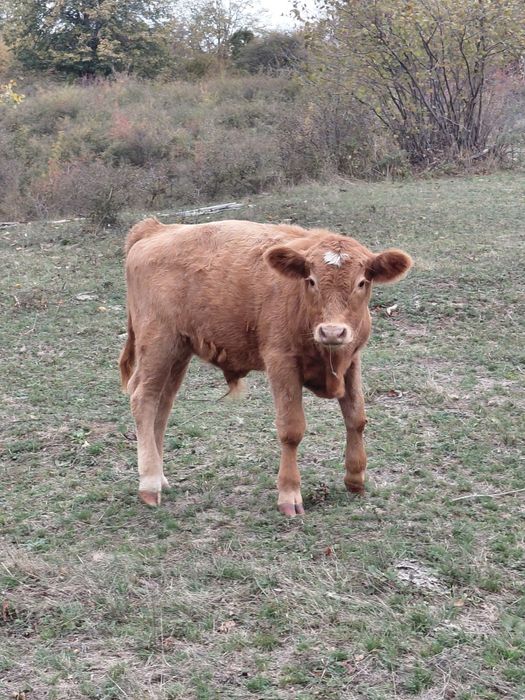 Vând tauras de aproape 5 luni