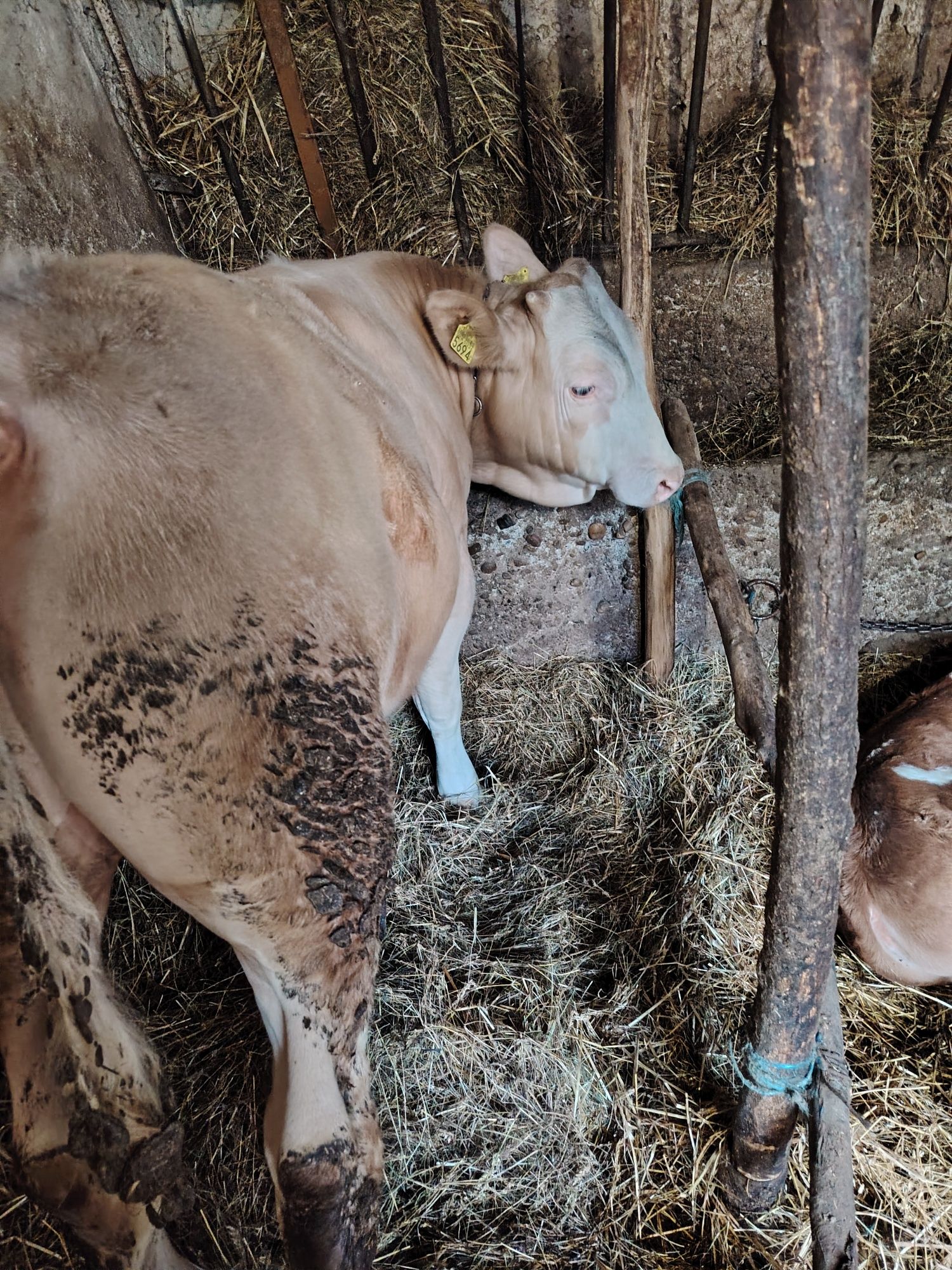 vaca cu lapte de vanzare