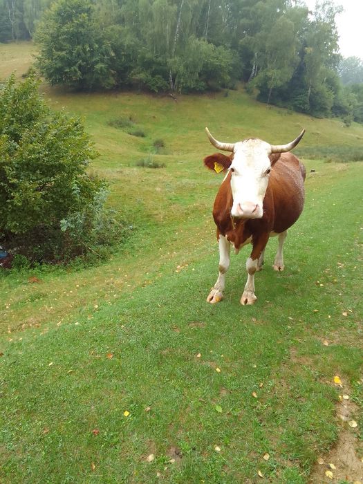 Vând vaca de lapte