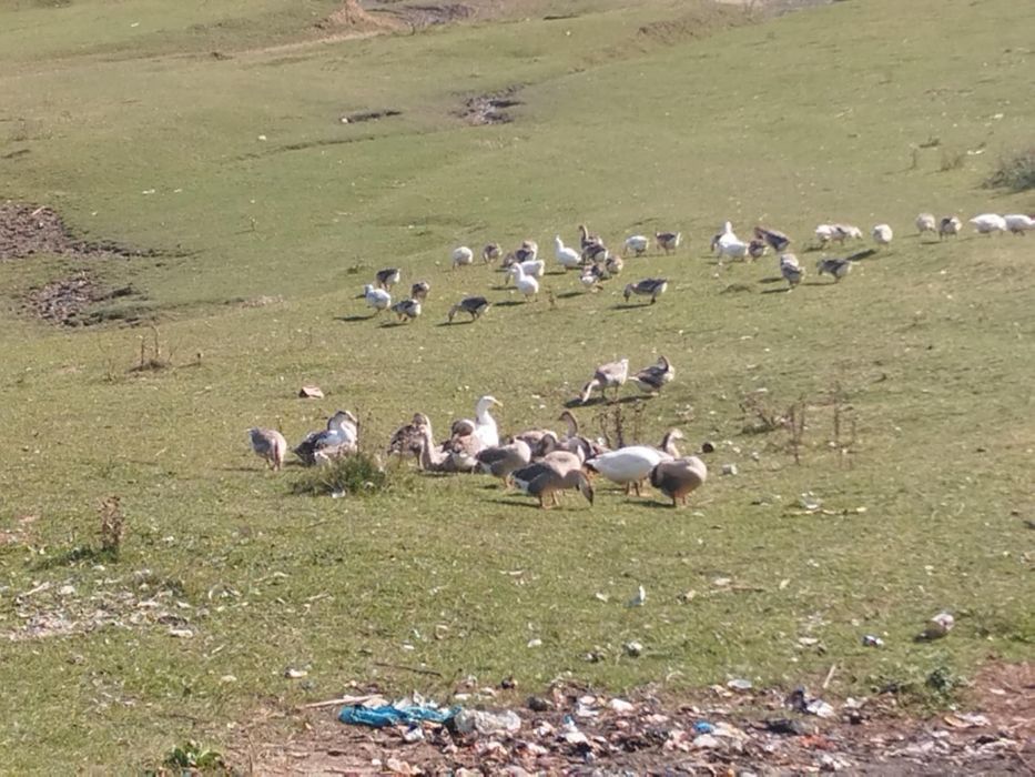 Vând gâște leșești tinere!