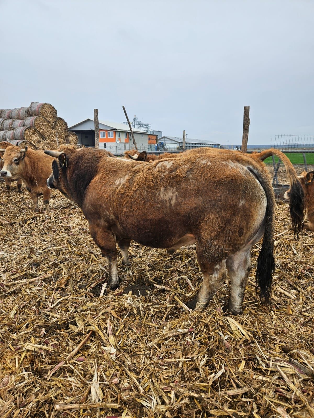 Taur Aubrac Reproductie