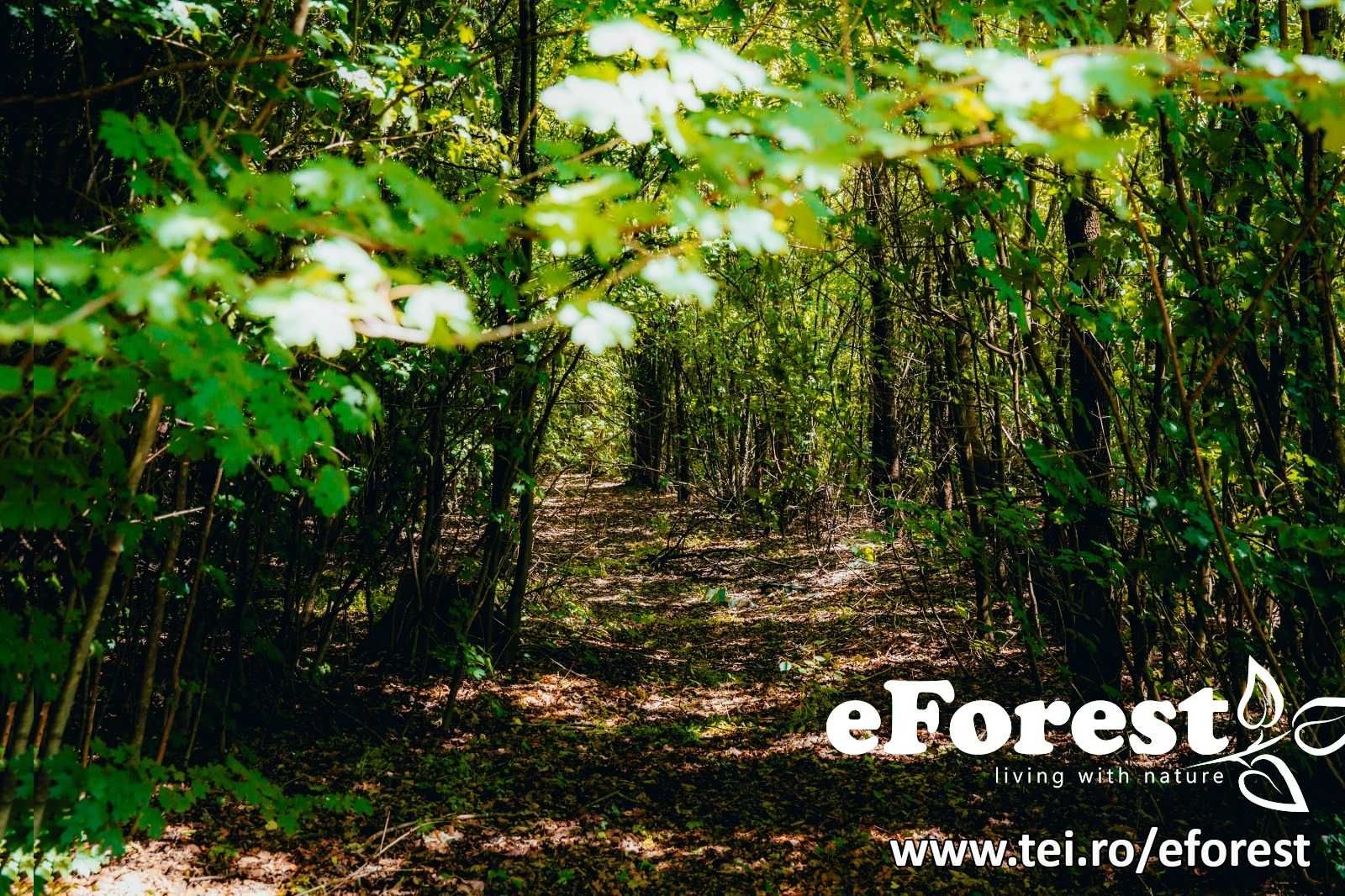 eForest 2 , Padurea Lucianca, Crevedia