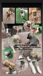 Oferin spre adoptie catelusi