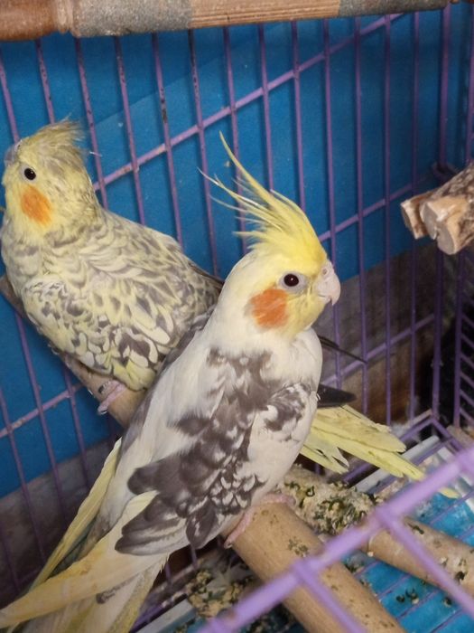 Продам попугаев карела