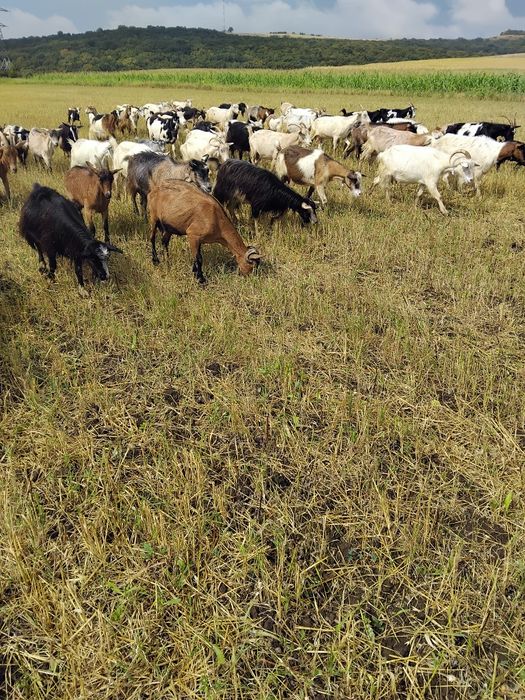 Schimb capre pe oi de tinut