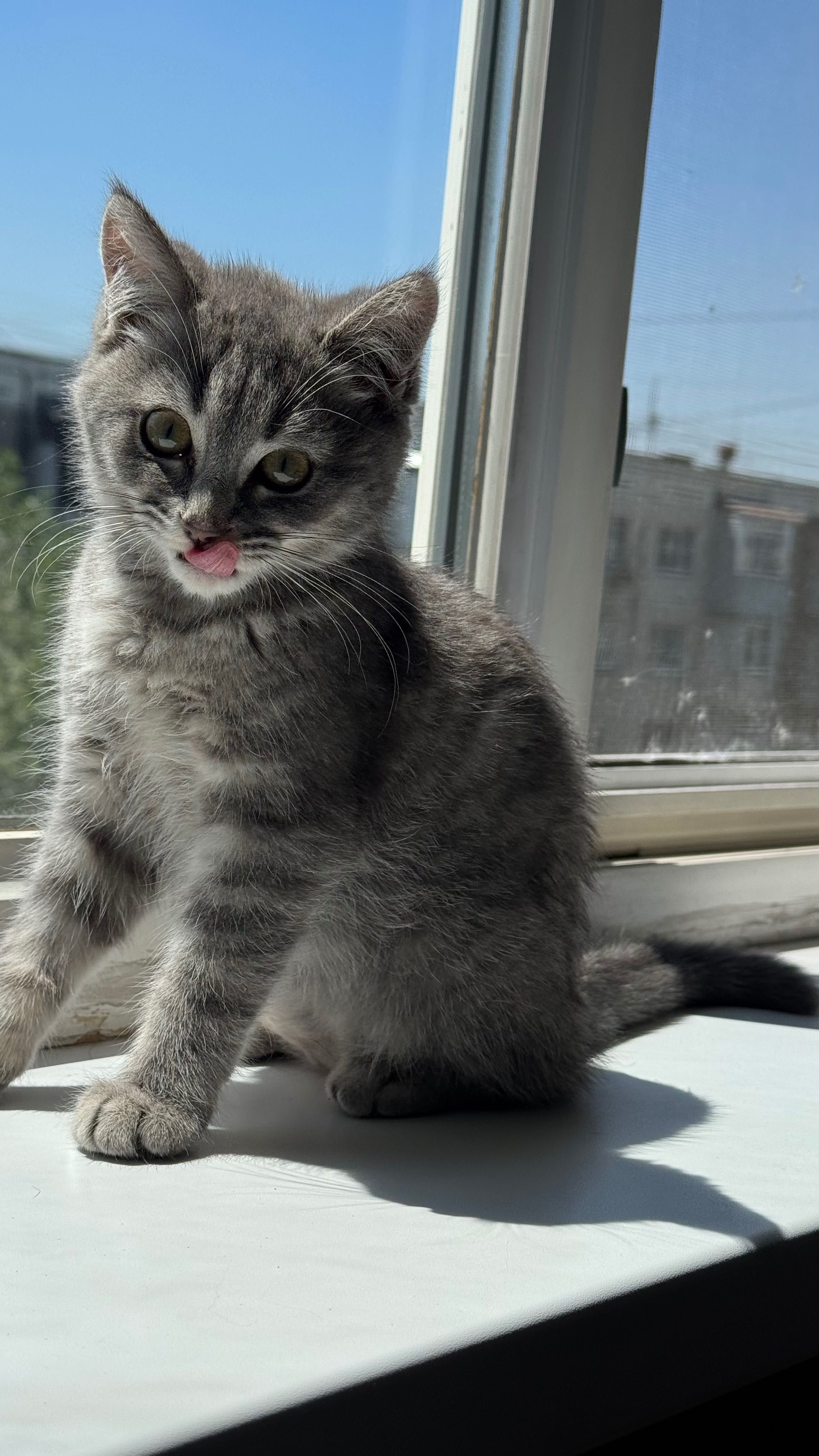 Котенок девочка 3мес