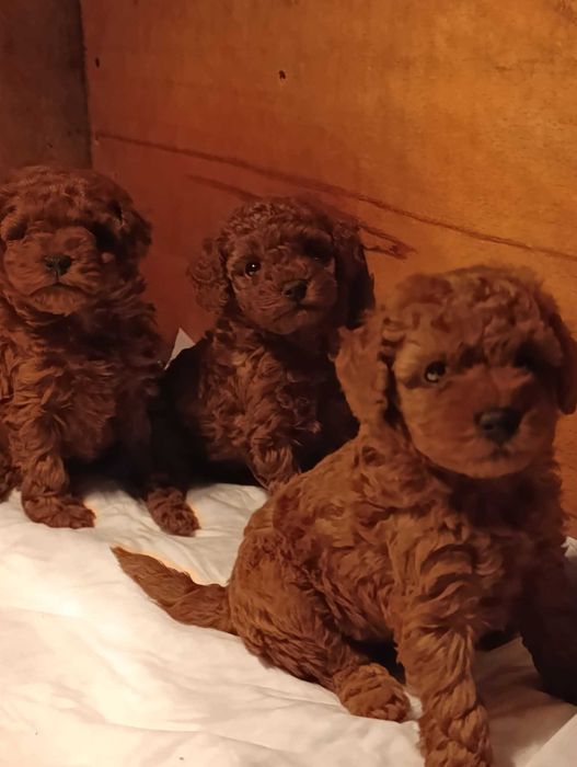 Той пудел (teacup)