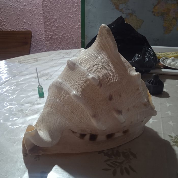 Морская раковина.